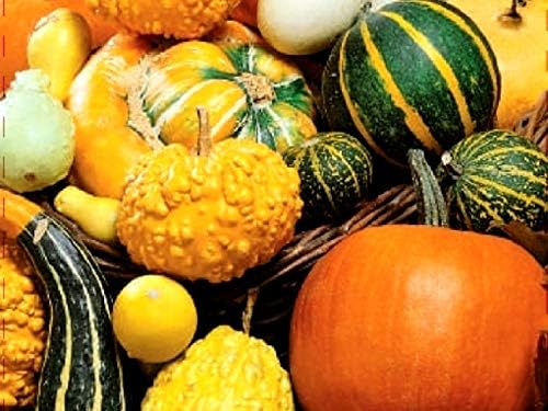Decorative Pumpkin Seed Mix Ornamental Gourd Squash Mix 10 Non-GMO Seeds for Planting