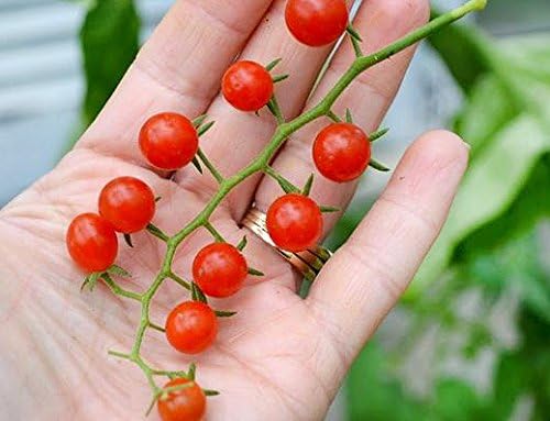 30 Sweet Pea Currant Tomato Seeds, Heirloom Non-GMO, Extra Sweet and Heavy-Yielding, Low Acid, Indeterminate, Open-Pollinated, Long Season, Super Delicious, from USA Lycopersicon esculentum