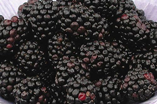 Rubus 'Chester' (Thornless Blackberry) Edible-Shrub, blackberry, #2 - Size Container