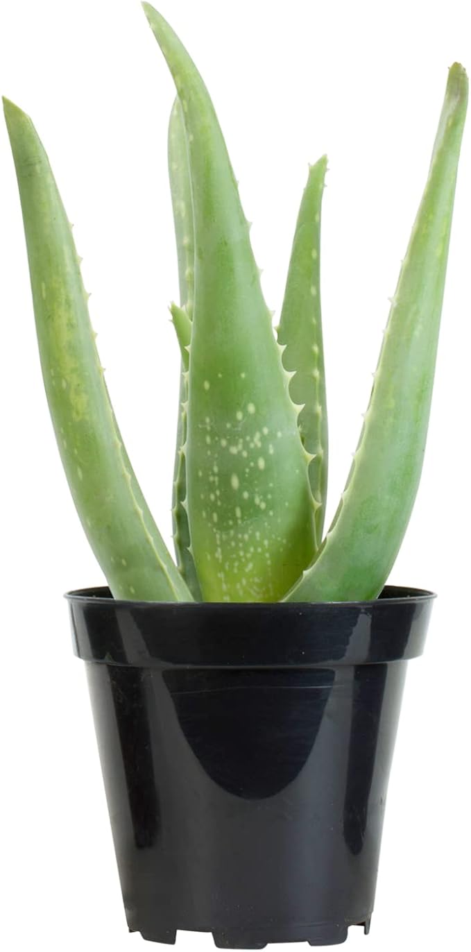 Aloe Vera Plant Live Succulent Plants, Live Aloe Vera Plant Succulents, Live Aloe Plant in Aloe Plant Pot, Aloe Plants Live Indoor Plants, Live Aloe Vera Plant Indoor House Plants by Plants for Pets
