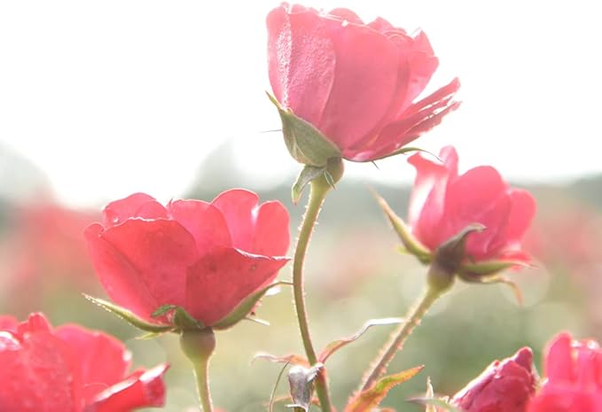 PERFECT PLANTS Red Drift Rose Live Plant, 1 Gallon, Dark Green