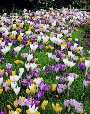 20 Jumbo Crocus Mixture Bulbs- Fall Planting!