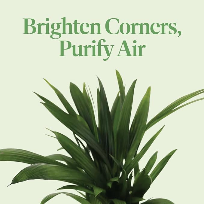 American Plant Exchange Lipstick Palm, Sealing Wax Live Plant, 10" Pot, Exotic Palm Tree, Green Foliage