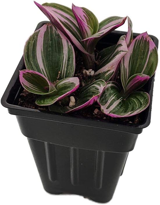 Rare Nanouk Pink Tradescantia - 2.5" Pot - Collector's Series
