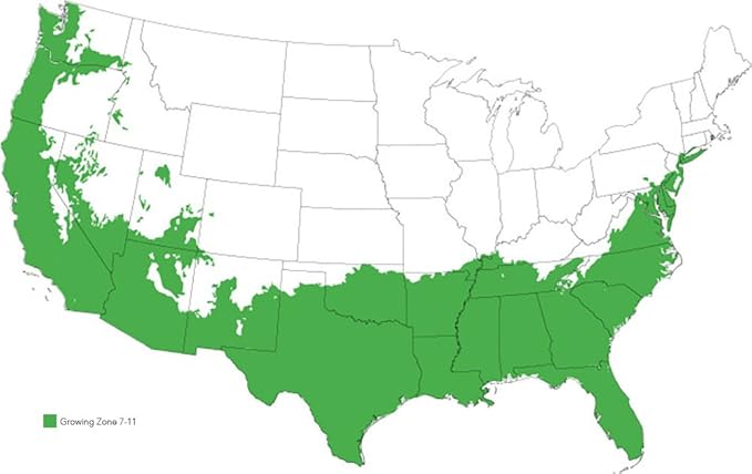 Spring Bouquet Viburnum - Size: 3 Gallon, Live Plant, Includes Special Blend Fertilizer & Planting Guide
