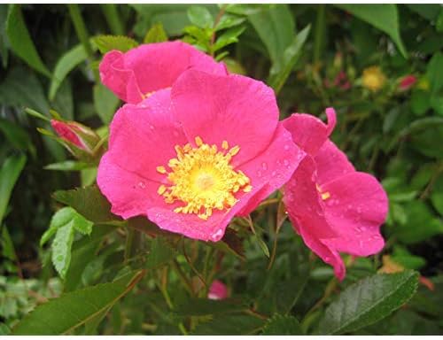 American Beauties Native Plants Rosa virginiana Rose, 2-Size Container, Bright Pink Flowers