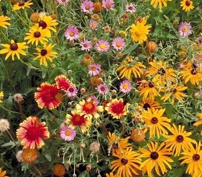Non GMO Bulk All Perennial Wildflower Seed Mix Non GMO (50 Lbs)