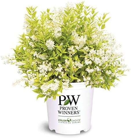Proven Winners - Deutzia gracilis Chardonnay Pearls (Chardonnay Pearls Deutzia) Shrub, white flowers, #2 - Size Container