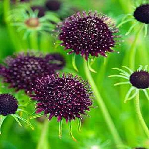 Outsidepride 400 Seeds Perennial Purple Scabiosa Pincushion Flower Seeds for Planting
