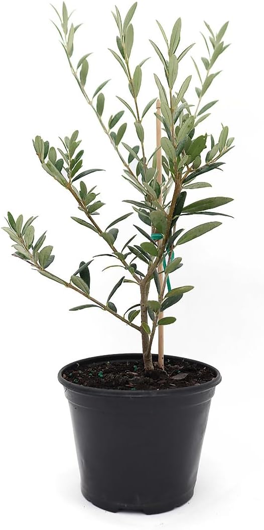 American Plant Exchange Live Arbequina Olive Tree, Fruit Bearing, Plant Pot for Home and Garden Decor, 5" Pot