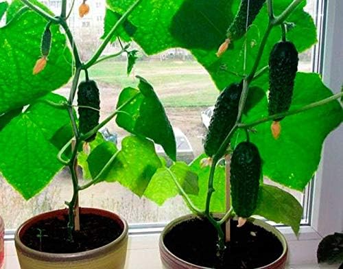 Seeds Vegetable Indoor Cucumber F1 Self-Pollinating All Seasons Vine Plant for Pickling - 10 Seeds