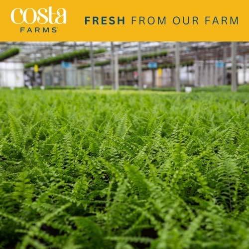 Costa Farms Kimberly Queen Fern, Live Indoor Plant, Houseplant in Grower Pot, 2-3 Feet Tall