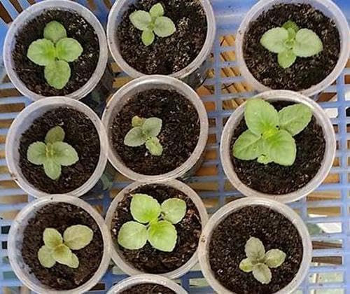 5000+ Petunia Seeds - Mixed Rainbow Color, Bonsai, Grandiflora Flowers, 1500 mg Heirloom Seeds, Flower Seeds, Pollinator Garden, Open Pollinated, Non-GMO, Indoor and Outdoor