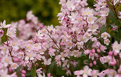 Proven Winners - Deutzia Yuki Cherry Blossom (Yuki Cherry Blossom Deutzia) Shrub, pink flowers, #2 - Size Container