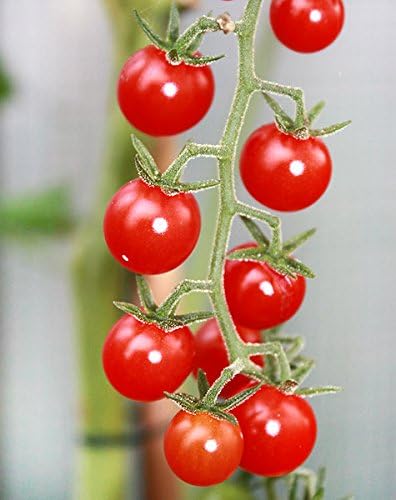 30 Sweet Pea Currant Tomato Seeds, Heirloom Non-GMO, Extra Sweet and Heavy-Yielding, Low Acid, Indeterminate, Open-Pollinated, Long Season, Super Delicious, from USA Lycopersicon esculentum