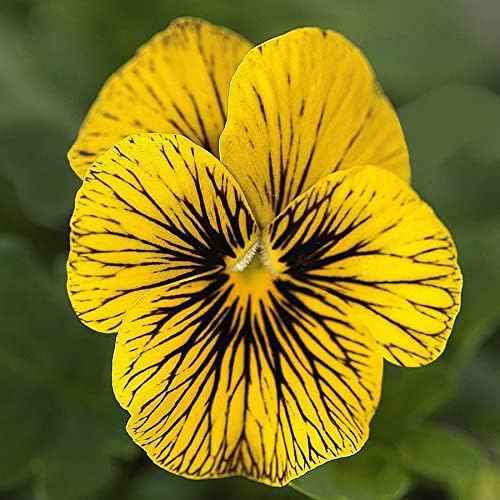 Park Seed Viola Flower Plant Seeds, Easy to Grow, Perfect for Spring Garden, Sorbet Tiger Eye, Pack of 25