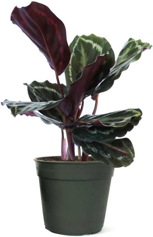 American Plant Exchange Calathea Medallion, Peacock, Live Prayer Plant, Small 4-Inch Pot, Air-Purifying Indoor Houseplant, Tropical Home Décor