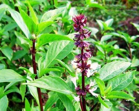 3000 Holy Basil Seeds - Hung Que - AKA. Thai Basil, Asian Basil, Ocimum basilicum | Indoors, Outdoors, and Hydroponics