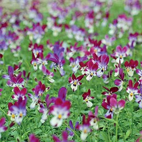 Park Seed Viola Flower Plant Seeds, Easy to Grow, Perfect for Spring Garden, Bunny Ears, Pack of 25