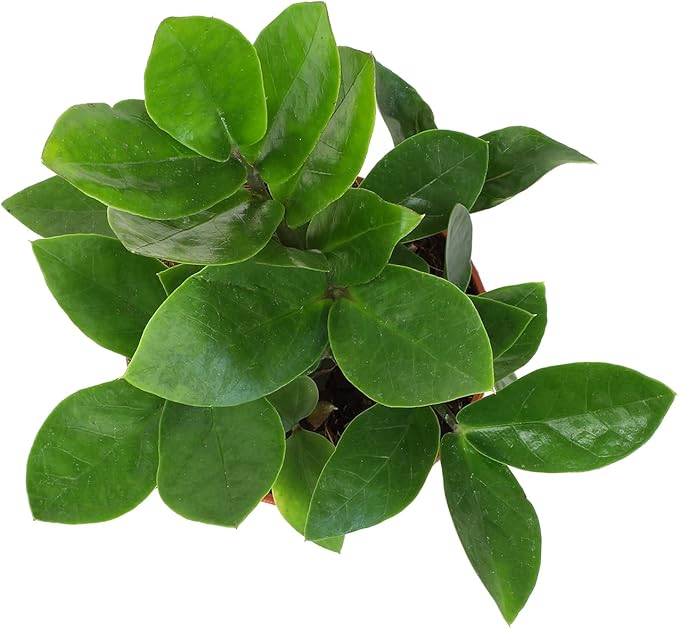 3.5" ZZ Plant Zamioculcas Zamiifolia, ZZ Plants Live House Plants Indoors Live House Plants Indoors, Indoor Plants Live, Real Live Plants Indoor Plants Live Houseplants Live Indoor by Plants for Pets
