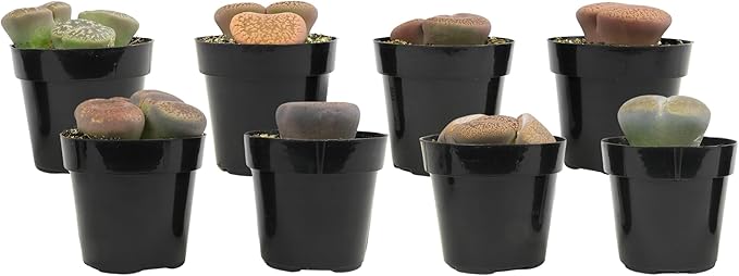 Altman Plants XL Giant Living Stones Succulents (8PK) Lithops Live Plants & Real Succulents, Pet Safe Plants & Live Succulent Plants, Pet Friendly Plants, Live Plants in 2.5" Pots with Succulent Soil