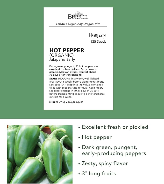 Burpee Jalapeno Early Organic Hot Pepper Seeds | 125 Non-GMO Jalapeno Pepper Garden Seeds for Planting | Heirloom Jalapeno Pepper Variety | Certified Organic Vegetable Seeds for Home Garden