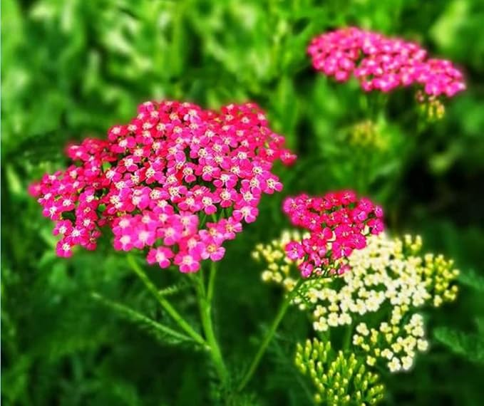 Common Yarrow Seeds Mixed Color Achillea Millefolium Flower Seeds 500 Seeds