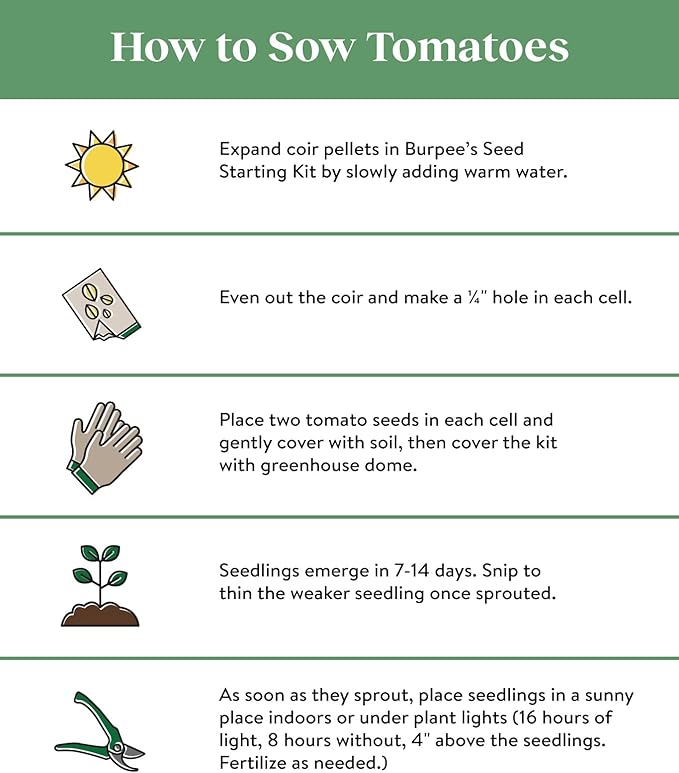 Burpee 'Sun Gold' & 'Super Sweet 100' Hybrid Cherry Tomato Seeds, 30 & 50 Non-GMO