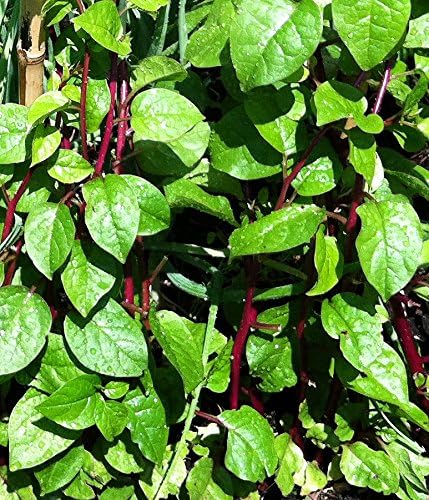 30 Malabar Red Stem Spinach Seeds Herb Heirloom Non-GMO Phooi Leaf, Red Vine, Alugbati, Vietnamese, from USA