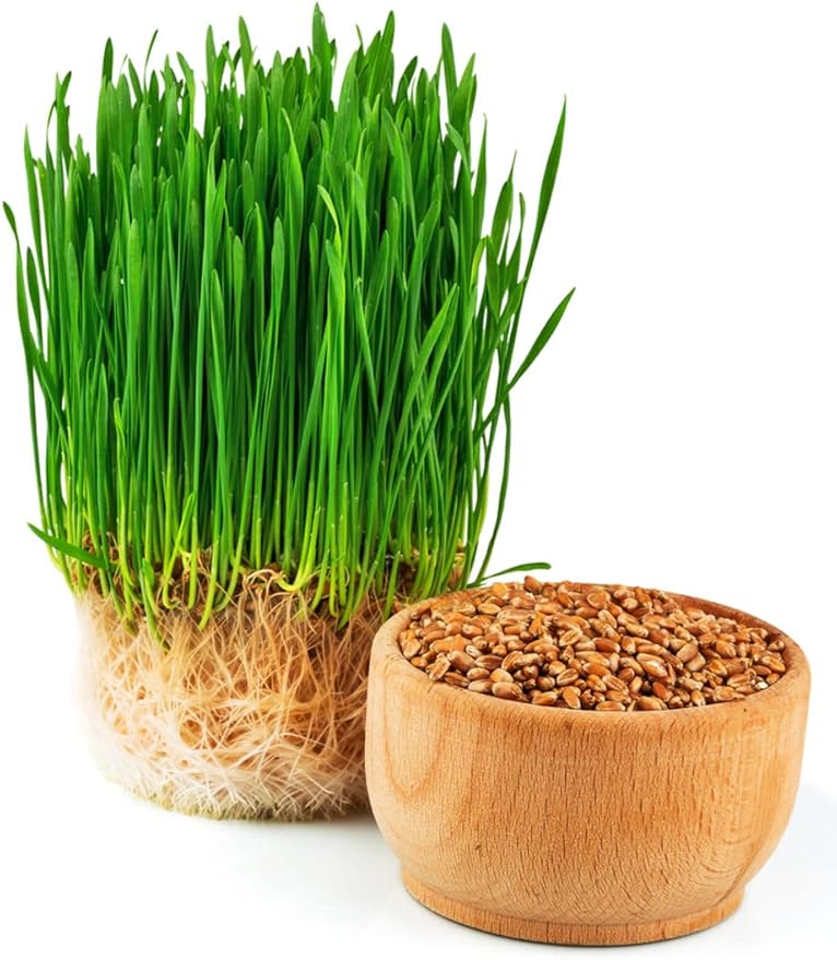 Todd's Seeds - 1 Pound of Wheatgrass Seeds - Non GMO Sprouting Seeds - Grind Into Whole Wheat Flour - Pet Grass - Cat Grass for Indoor Cats - Wheat Grass Seeds