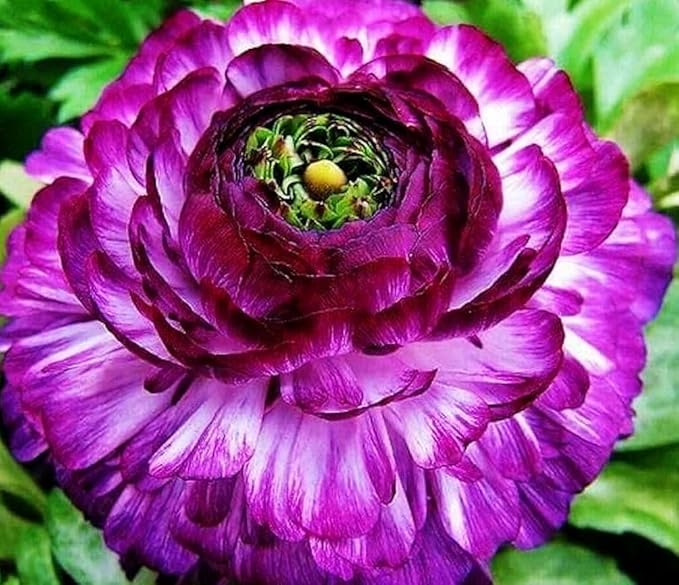 Mixed Peony Ranunculus Bulbs- Persian Buttercup -10 Corms Bulbs Flowering Blooms Perennial Bulbous Root Garden Plant (Purple)