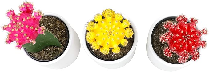 Grafted Cactus Plants Live in White Plant Pots (3 PK), Live Cactus Plant in Cactus Soil Potting Mix, Live Mini Cactus Succulents Plants Live Cacti, Cactus Pots with Live Succulents by Plants for Pets