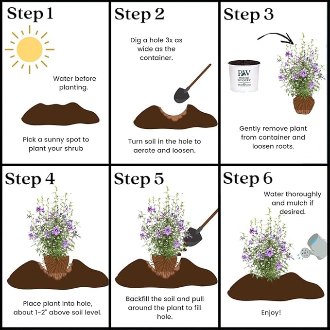 2 Gallon Proven Winners Paraplu 'Violet' Hibiscus