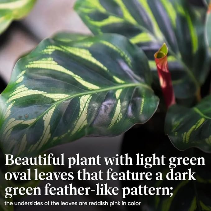 American Plant Exchange Calathea Makoyana, Stylish Pot Cover Included, 6-Inch Pot, Easy Care, Live Indoor Prayer Plant, Pet Safe, Tropical Houseplant for Home & Office Décor