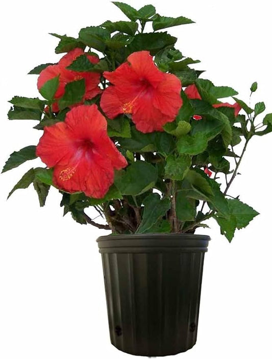 Costa Farms Premium Flowering Hibiscus Bush Grower Pot Live Outdoor Plant 36-Inches Tall, Grower's Choice