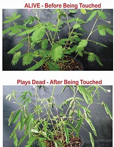 Zombie Plant Seed Packets Bulk Party Pack (10) Plus 10 Free Zombie Plant Stickers Sheets of 10 Stickers Share Your Love of The Zombie Plant.. Grow The Entertaining Plant That Plays Dead When Touched