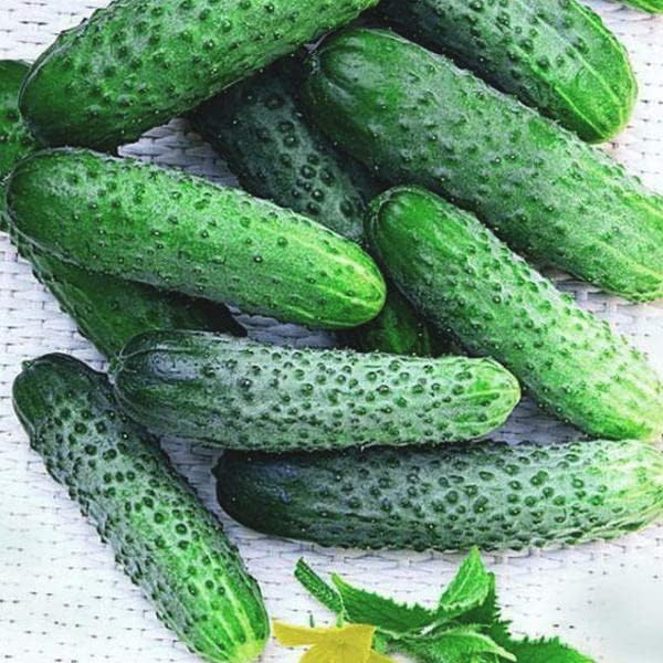 Seeds Self-Pollinated Cucumber Be st Seller 37 Days for Pickling Indoor Non GMO Hybrid