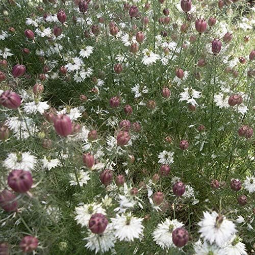 Outsidepride 2000 Seeds Annual Nigella White Love-in-a-Mist Flower Seeds for Planting