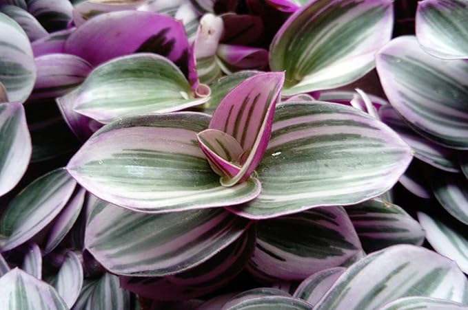 Rare Nanouk Pink Tradescantia - 2.5" Pot - Collector's Series