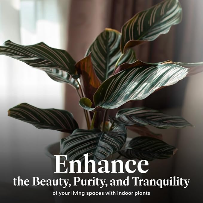 American Plant Exchange Calathea Ornata “Pinstripe” Live Prayer Plant, 6-Inch Pot, W/Stylish Cover, Pet Safe, Low Light, Air Purifying, Easy to Care, Stunning Indoor Houseplant