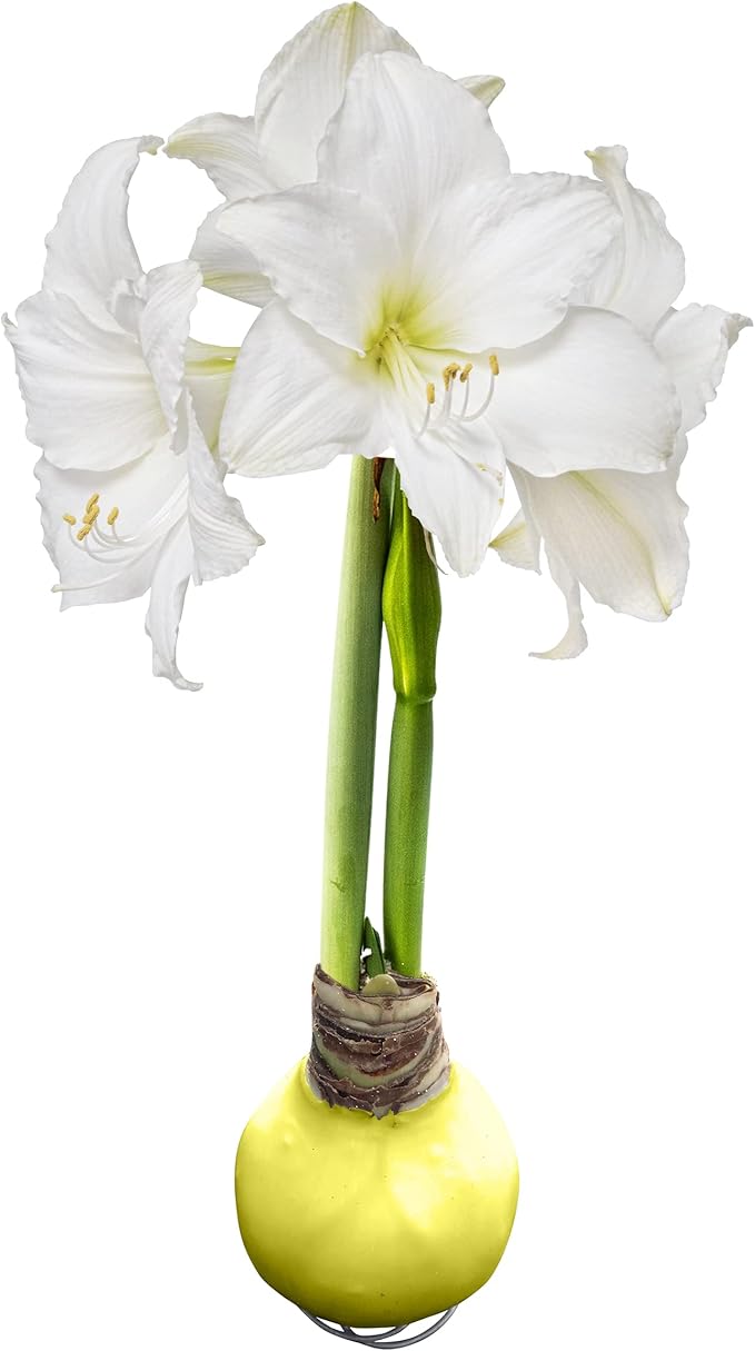 Waxed Amaryllis Bulb - Yellow Wax, White Blooms - Easy Care - No Watering Needed! Beautiful Spring Décor