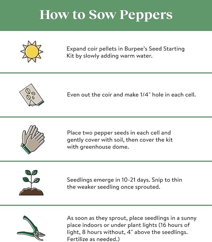 Burpee Organic Pepperoncini Greek Hot Pepper Seeds | 300 Non-GMO Seeds for Planting Home Garden, 1 Seed Packet | Heirloom Pepper Seeds for Growing Garden Plants | Mildly Hot Light Yellow Peppers