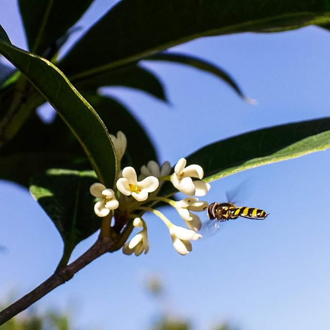 PERFECT PLANTS Tea Olive Live Plant, 3 Gallon, Green