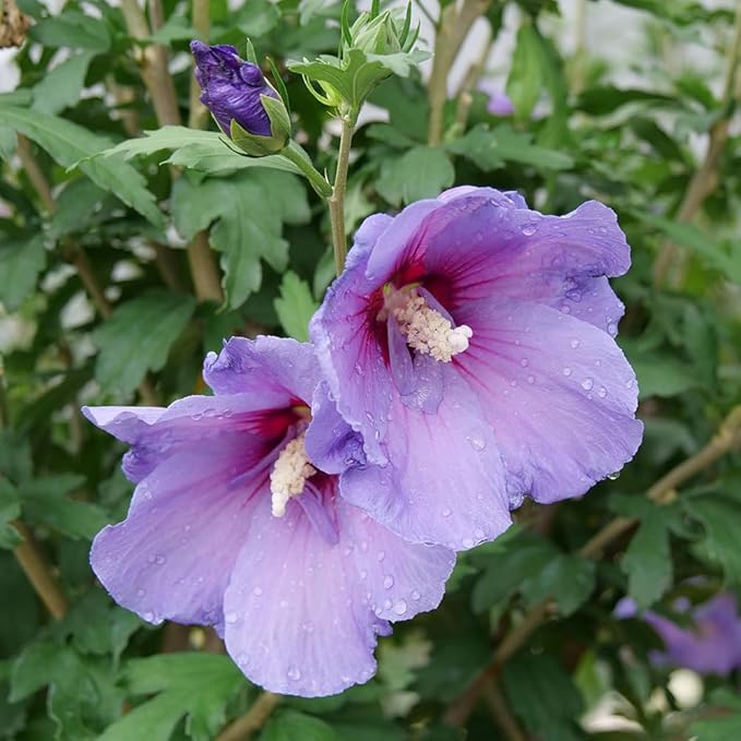 2 Gallon Proven Winners Paraplu 'Violet' Hibiscus
