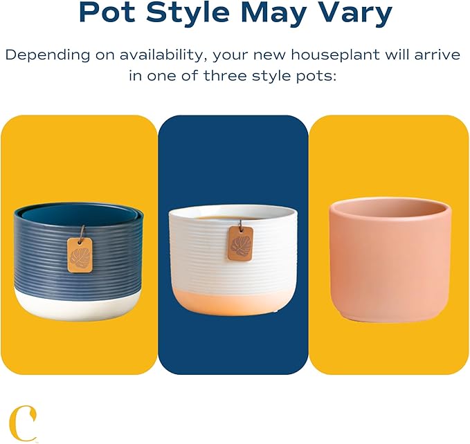 Costa Farms Whale Fin Sansevieria, Easy to Grow Snake Plant Houseplant, Live Indoor Gardening Gift, Unique Room Decor for Home or Office, Potted in Decorative Pot, 16-22 Inches Tall