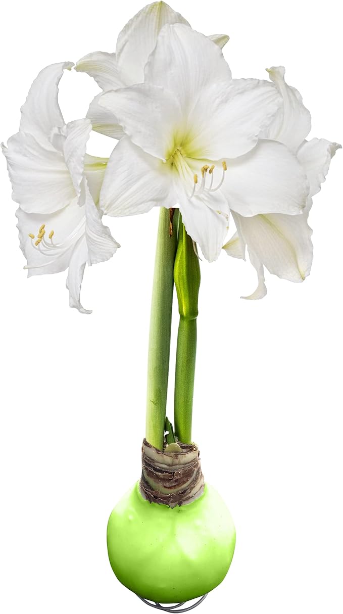 Waxed Amaryllis Bulb - Lime Green Wax, White Blooms - Easy Care - No Watering Needed! Beautiful Spring Décor