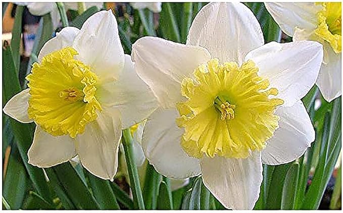 10 Tete a Tete Narcissus Bulbs - Top Size Daffodil Bulbs