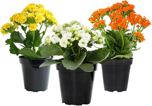 Kalanchoe Live Succulents Plants Live Flowers (3 Pack), Kalanchoe Plant Live Succulent Plants, Kalanchoe Plants Live Indoor Plants Live Houseplants, Fresh Flowers for Delivery Prime by Plants for Pets