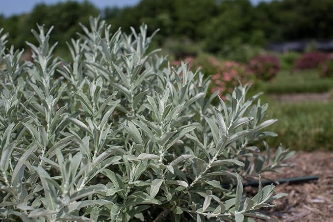Salix Candida Iceberg Alley (Sageleaf Willow) Shrub, 2-Size Container, Silvery Foliage