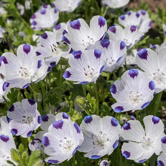 Outsidepride 5 lb. Annual Nemophila Five Spot Wild Flower Seeds for Planting